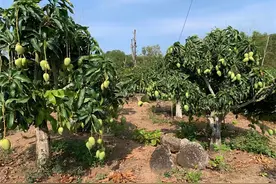 4月刚熟被卖惨，如今跌破1元，又130万吨入市，果农：炒过头图片