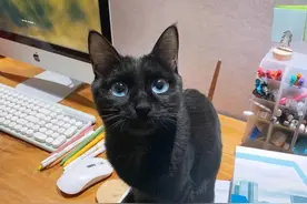 这只蓝眼睛的黑猫，突然闯入了我19楼的家里…图片