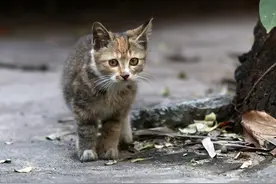 它是一只性格温顺的流浪猫，它只想和人要一口吃的被打成了重伤图片
