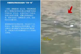 1米长！武安市人工养殖鳄鱼放生，安全吗？网友：不是蠢就是坏图片