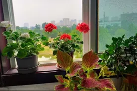 很耐寒的“四种花”，开花量大，生命力顽强，一棵陪伴一辈子图片