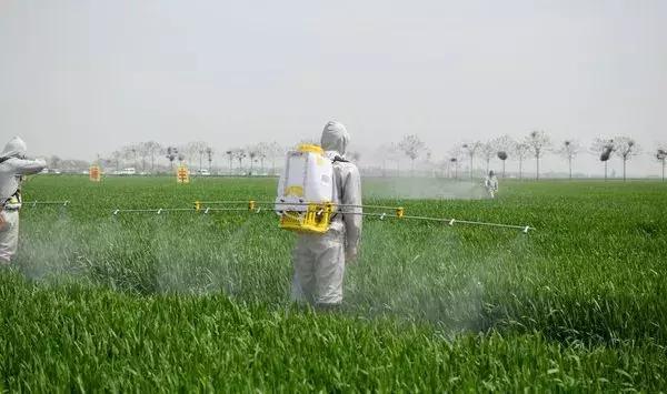 喷过除草剂后下雨了,需要重新喷药吗?