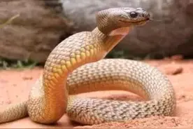 世界上最毒的六种陆地毒蛇，中国两种蛇类上榜图片