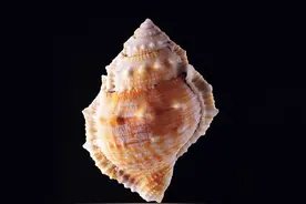 歇后语拾贝  26个歇后语并带有解释，和需要的朋友分享图片