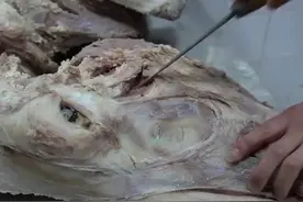 安徽小伙卖牛头，一整个头5斤肉，198元一个，当天现杀很新鲜图片