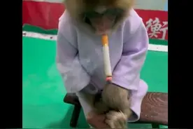 衡水野生动物园被曝发布让幼猴抽烟视频，还有喝奶茶、吃冰棍…网友炸了图片