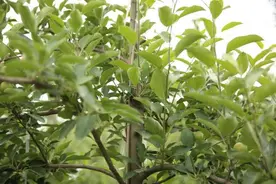苹果树栽培技术｜初结果幼树疏花疏果作用及方法图片