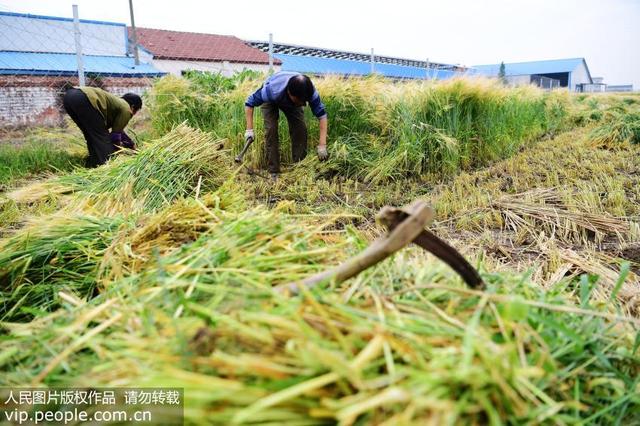 大麦若叶青汁副作用有哪些（大麦青汁并非排毒良药消费者切勿跟风购买）