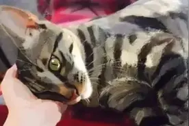 ​中国首次被认可的猫咪品种，风靡海外，猫届的扛把子图片