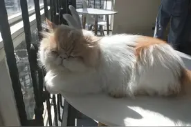 猫的灵性有多厉害，要看养猫人的福报图片