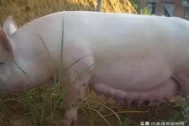 母猪产下一窝蛇皮猪，它们的爸爸是谁？老汉最后说出实情图片