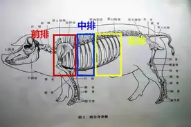 买排骨，要分清“前排、中排、后排”差别挺大，弄懂买少花冤枉钱图片
