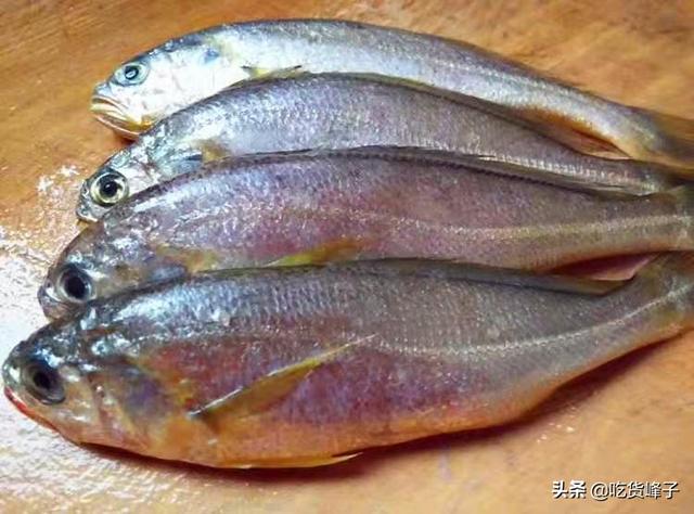 黄花鱼的区别 2026年野生黄花鱼和养殖黄花鱼的区别