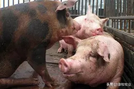 仔猪护理剪牙、断尾、阉割小细节图片