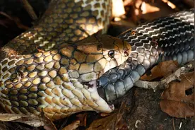 眼王自信“挑衅”巨蟒，毒液与力量的巅峰对决，竟以同归于尽收场图片