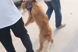 许昌：被卖狗狗两次逃回寻主人，却换来无情地抛弃：主人救救我图片