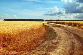 从《妈妈借米》说起图片