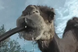 中东土骆驼，硬生生被土豪们玩成了奢侈品图片