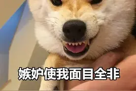 职称“以考代评”、人才认定、摇号买房——这本证，全国通用图片
