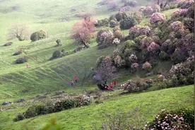 登九顶山，露营水井坪，赏羊角花！图片