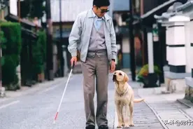 不让导盲犬上公交，谁给的权力？图片