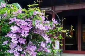 铁线莲怎么养？遵循这6点要求，枝干筷子粗，开花一串串图片