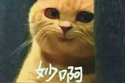 咖喱猫表情包大全_妙、妙不可言图片