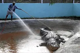 在长江里发现的鳄鱼，除了扬子鳄外，还有这些图片