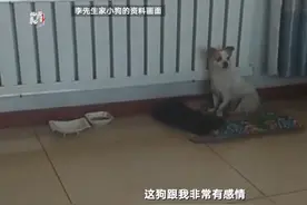 哈尔滨三只狼进村追人细节：男子拿砖头冲上去打狼，一名女子回家取镰刀帮忙图片