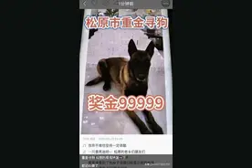 高迪发寻狗启事：奖励重金99999元！驴家桐桐否认怀孕！图片