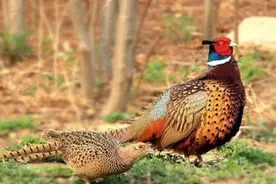 野鸡泛滥，破坏农作物，让当地居民非常头疼：不能吃、不能捕图片