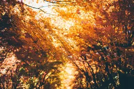 厉害了！推荐一个 Web 端自动化神器 - Automa图片