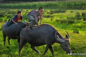 农村有哪些生物咬人不致命，但后果很严重？大鹅和洋辣子上榜图片