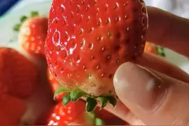 “莓”好时光！上海本地冬草莓今起上新，更白、更甜的新品“天使8号”两周后见图片