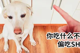 狗吃屎舔上了小孩儿“菊花”...为什么狗狗对它如此迷恋？图片