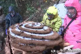 灵山三小伙养出巨大土蜂巢，1.45米长能卖上万元图片