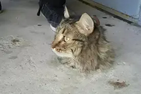 水泥地突然出现猫头，男子以为猫咪被虐待，靠近一看报警求助图片