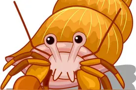 写给宝宝的为什么（88）为什么寄居蟹住在壳里图片