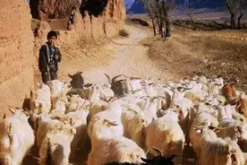 放羊娃发现日本关东军藏的宝藏，13辆卡车才拉完，政府奖励100块图片