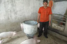 【我的脱贫故事】六旬老汉养猪走上致富路图片