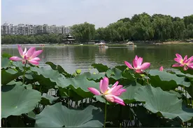 京城荷花正盛开！推荐10大观赏地，有的还免费！图片