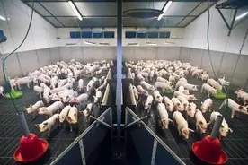 这位养猪朋友没有花一分钱让猪场20年没有臭过！他是怎么做的？图片