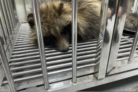 太原：野生貉误入迎泽大桥迷失方向，民警及时出警救助图片