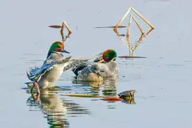 美图 | 品种数量多，活动范围广！北京成了“拍鸟天堂”图片