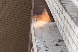 你们不用来了，猫已经坠楼摔死了图片