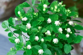 夏天养茉莉，记住“5不缺”，开花“无敌多”图片