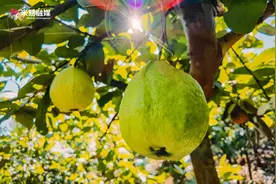 来自米易的“攀果”·芭乐带着香甜走向“外圈”图片