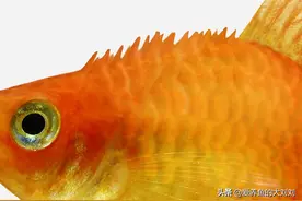 金鱼、锦鲤等观赏鱼炸鳞的原因、症状，如何治疗？用什么药？图片