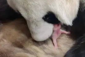喜添新丁！秦岭大熊猫研究中心今年第一只熊猫幼崽诞生图片
