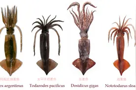 解析海鲜｜认识鱿鱼（终结篇）图片